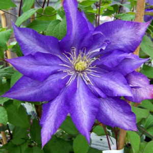 Клематис Даниэль Деронда            